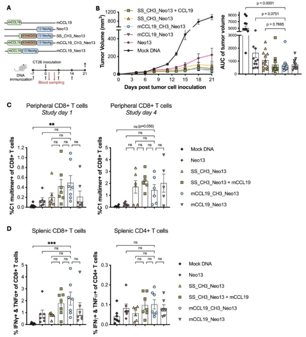 Neoantigen constructs with CCL19 and h1h4CH3 for enhanced immunogenicity and antitumor activity.